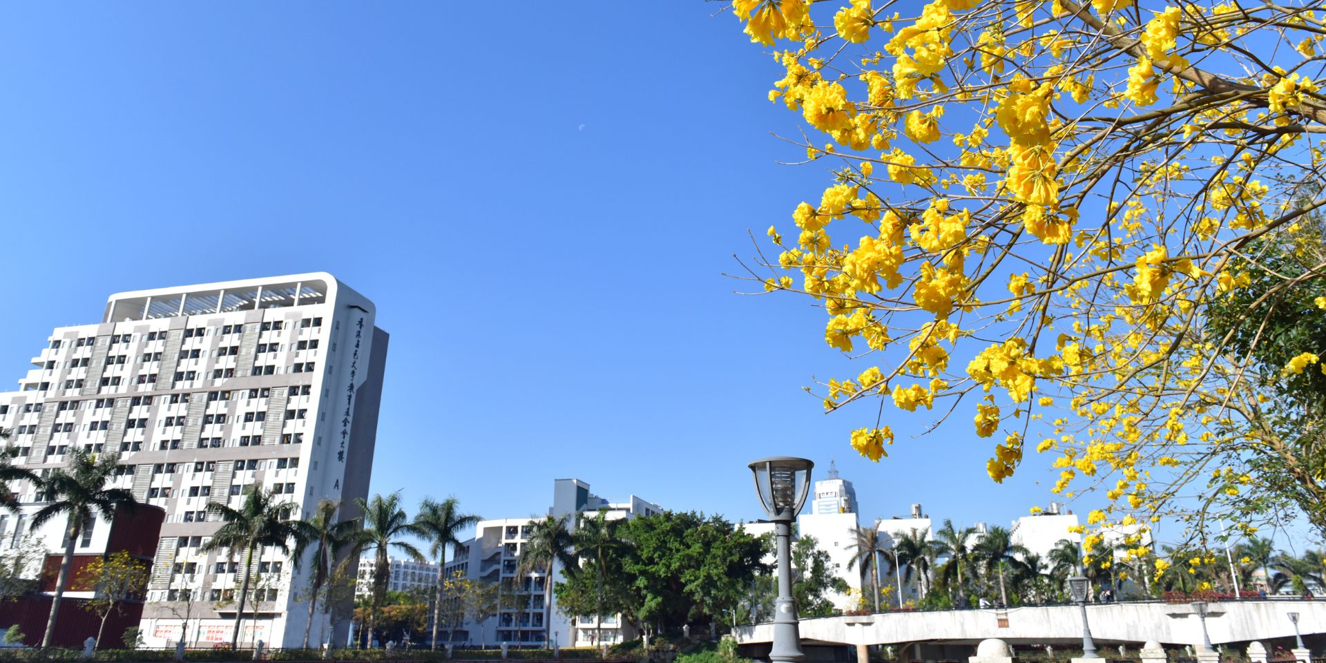校道黃花風鈴木
